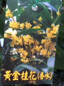 黃金桂花