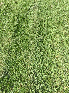 巴西地毯草 9
