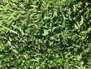 巴西地毯草