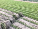 巴西地毯草 批發